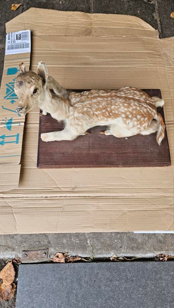 Opgezet Ree, Ophalen, Gebruikt, Hert, Opgezet dier