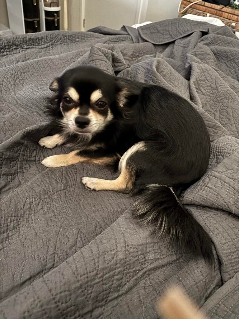 Mooie prachtige dek reu chihuahua, Reu, 1 tot 2 jaar, Parvo, Meerdere