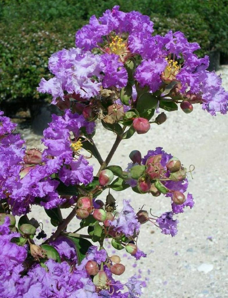 Indische Sering, Lagerstroemia in diverse soorten en maten, Tuin en Terras, Volle zon, Vaste plant, Zomer, Ophalen