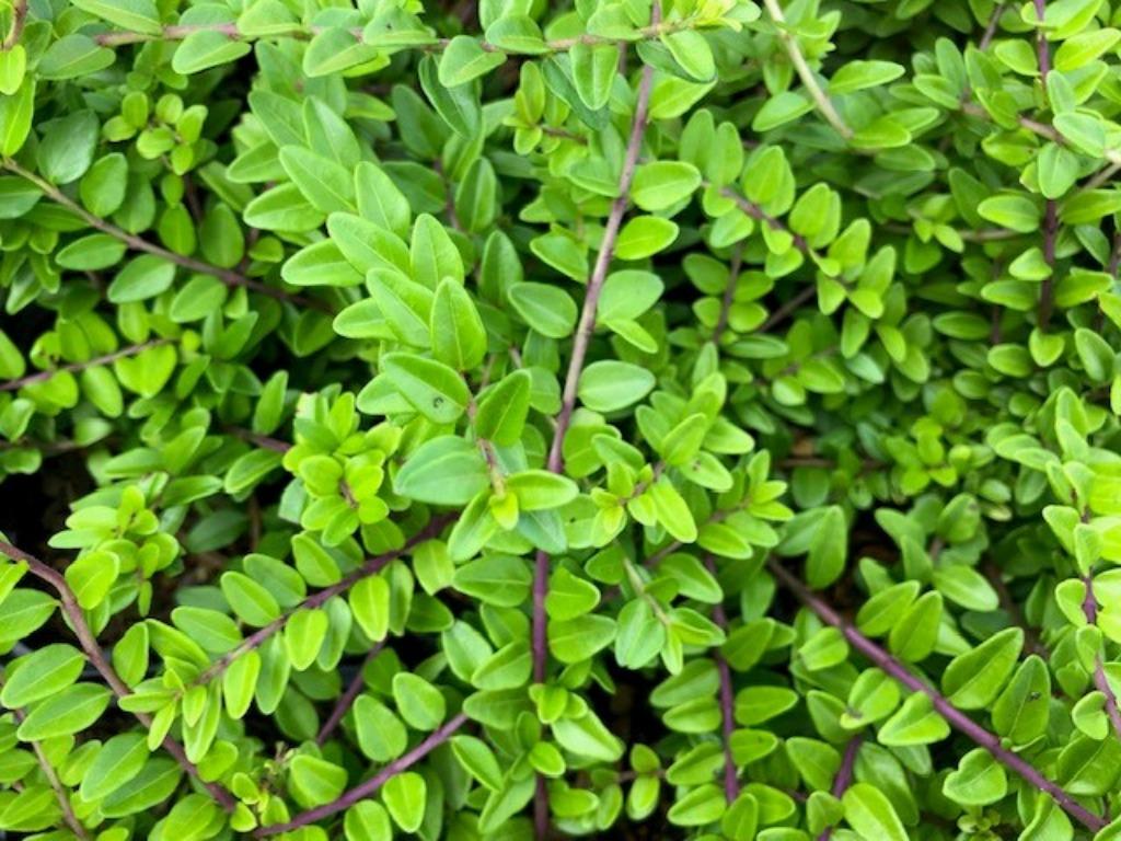 Buxus vervanger!!! Lonicera 'Maigrun' NU voor € 1,= per stuk, Ophalen, Buxus, Haag, Minder dan 100 cm