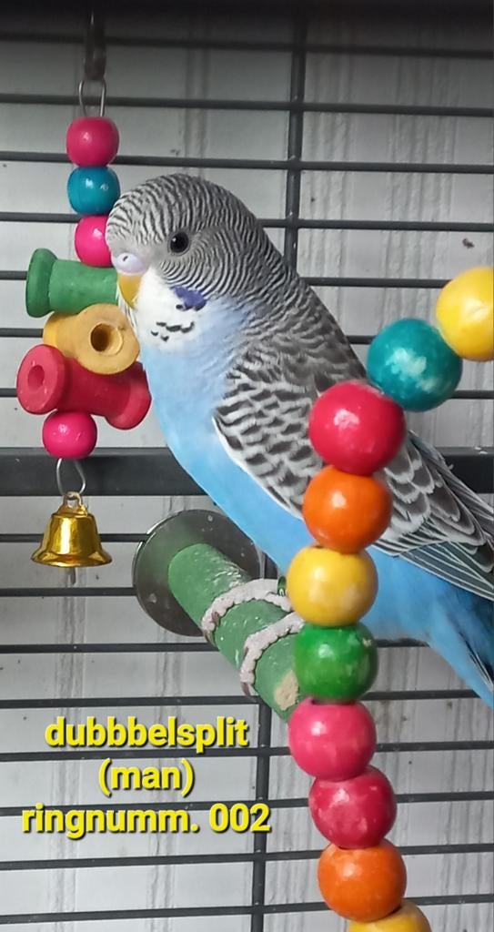 Dubbelsplit, Mannelijk, Parkiet, Geringd