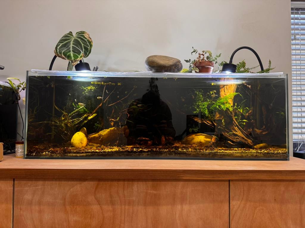 Aquarium bezet 120x40x40 met oase biomaster thermo 600, Dieren en Toebehoren, Ophalen of Verzenden, Zo goed als nieuw