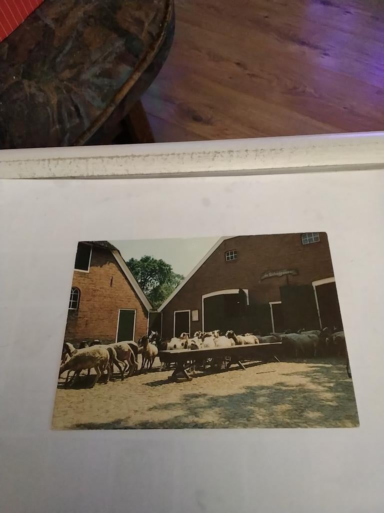 EXLOO. SCHAAPSKOOI. 1981, Ophalen of Verzenden, 1980 tot heden