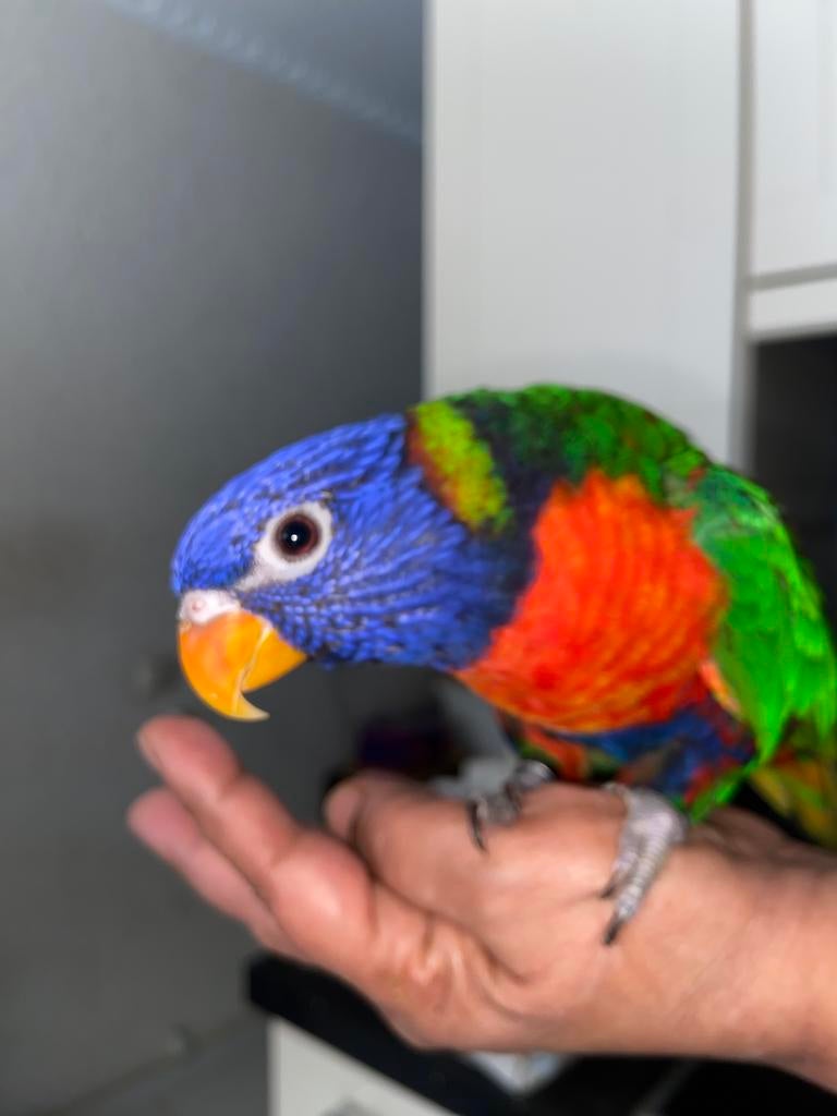 Lori van de blauwe bergen, Dieren en Toebehoren, Vogels | Parkieten en Papegaaien, Papegaai, Geslacht onbekend, Tam