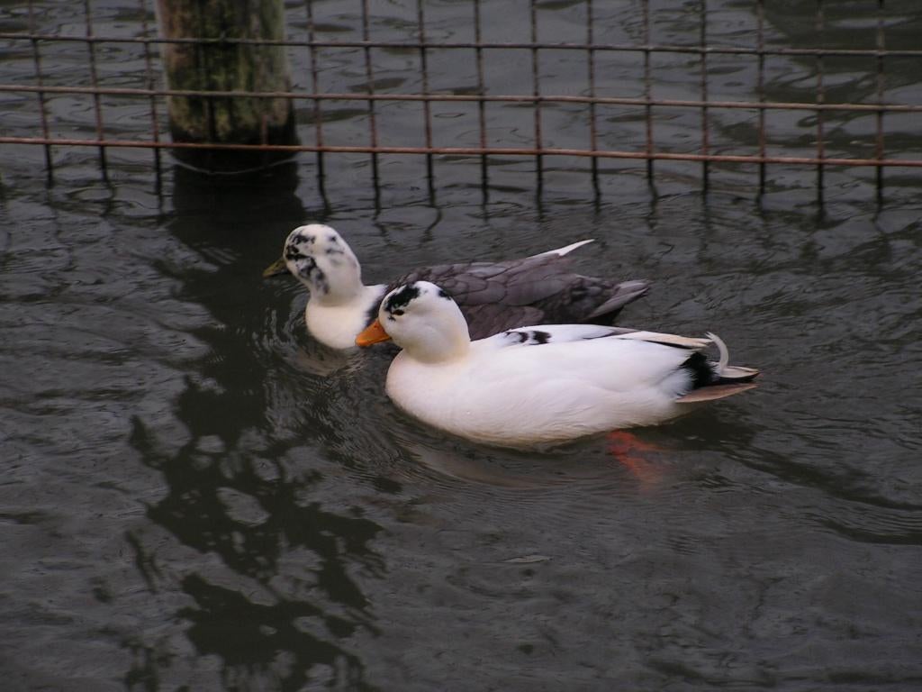 Oud-Hollandse kwaker | Gezonde siereenden | Deskundig advies, Dieren en Toebehoren, Pluimvee, Meerdere dieren, Eend