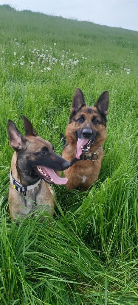 Super mooie Duitse herder te koop, Reu, Eén hond, 3 tot 5 jaar, Herder