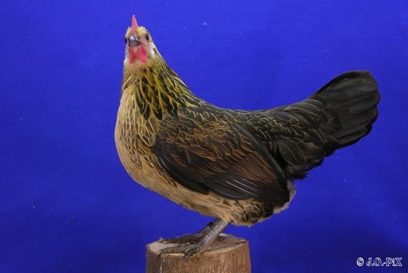 Bassete | Mooie kippen | Passend advies, Dieren en Toebehoren, Pluimvee, Kip, Meerdere dieren