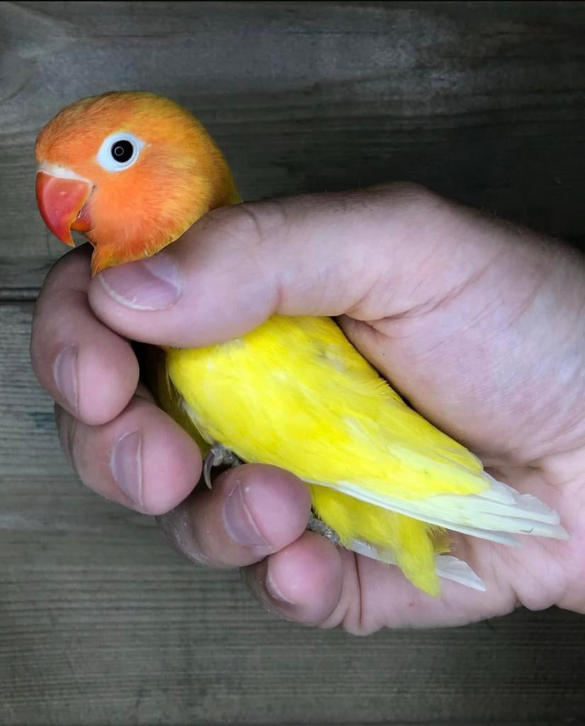 Te koop: fischeri dec gele zwartogen BROEDRIJP, Dieren en Toebehoren, Meerdere dieren, Dwergpapegaai of Agapornis, Geringd