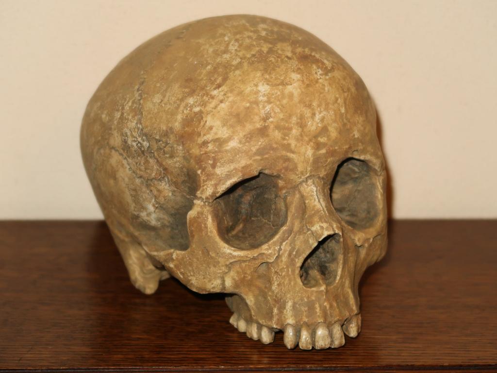 realistische REPLICA Schedel mens, Skull anatomie DELUXE #58, Ophalen of Verzenden