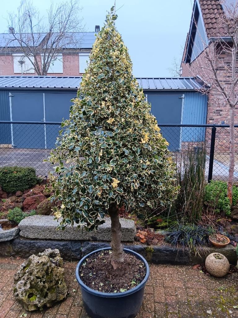 Bonte hulst, Tuin en Terras, Planten | Bomen, Bloeit niet, Overige soorten, 100 tot 250 cm, Ophalen