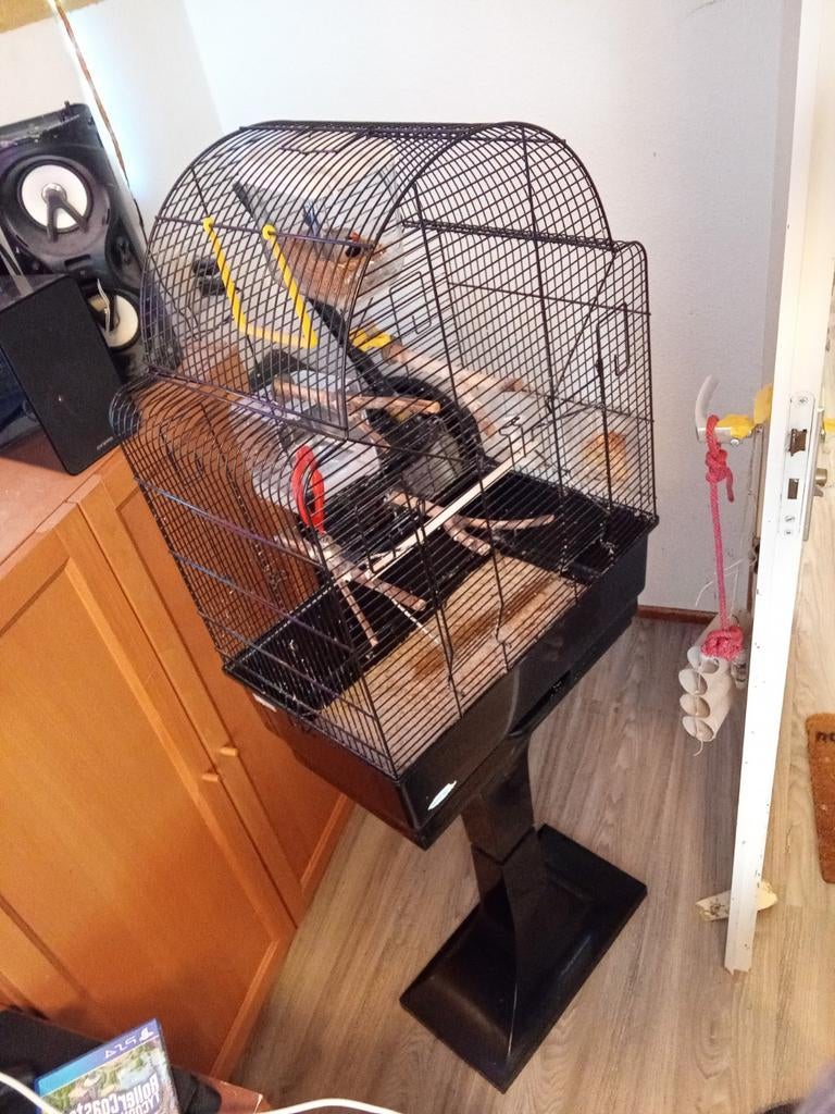 Vogelkooi met standaard met rijstvogel  TE KOOP, Dieren en Toebehoren, Ophalen, Zo goed als nieuw, Metaal, Vogelkooi