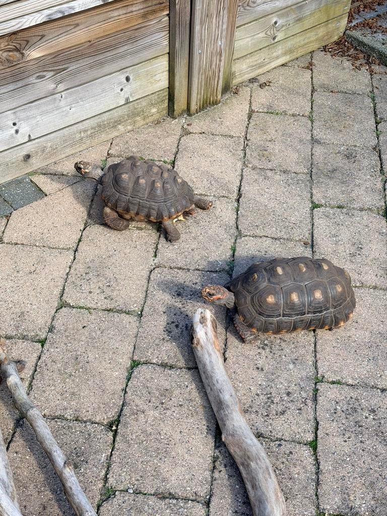 2 kolenbrander landschildpadden Tortoise - unknown for sale from Nettie