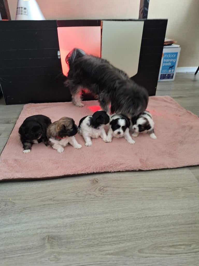 Mooie Shih Tzu/ Maltezer pups, Maltezer, Meerdere, Meerdere dieren, Nederland