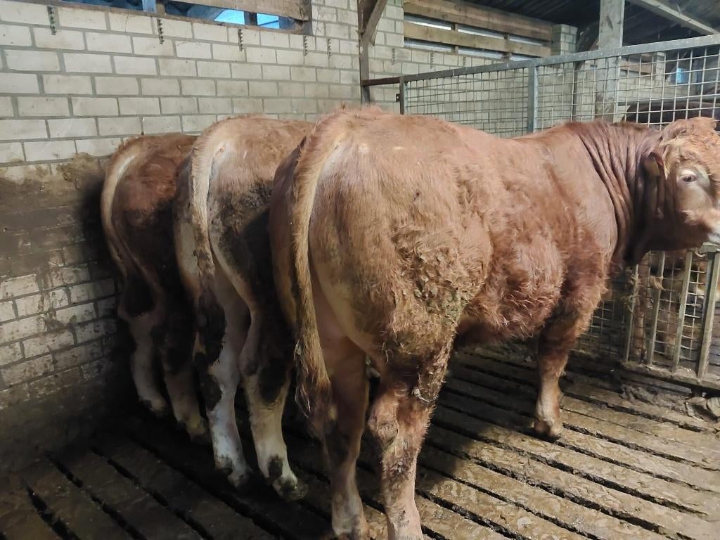 Te koop limousin dekstier tussen de 13 en 14 maanden, Dieren en Toebehoren, Runderen, Mannelijk, 0 tot 2 jaar