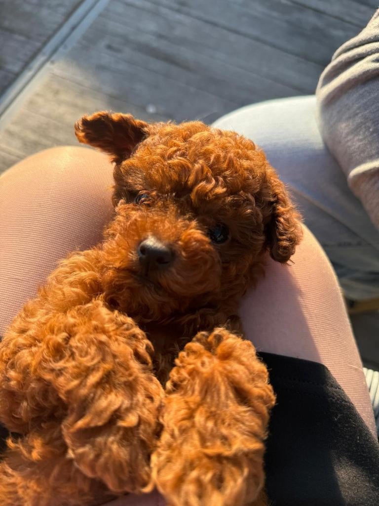 Toypoedel, Poedel, Parvo, België, Fokker | Hobbymatig