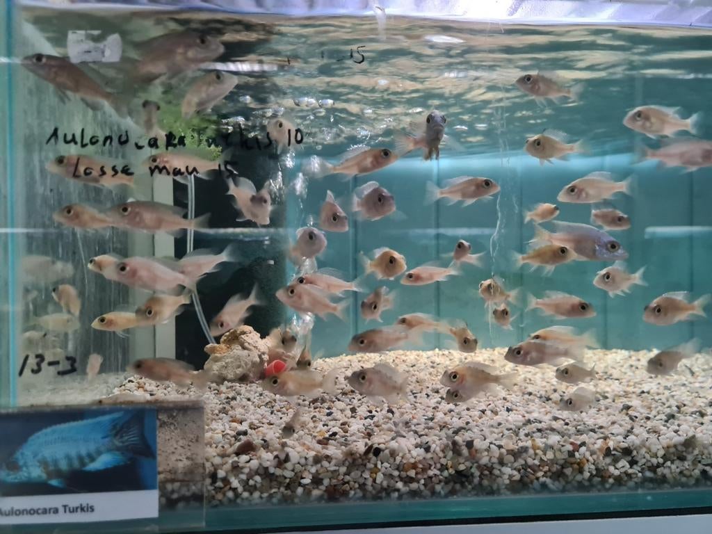 Aulonocara Turkis Malawi Cichliden, Vis, Zoetwatervis