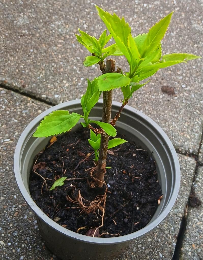 Forsythia

Chineesklokje te koop, Tuin en Terras, Ophalen, Vaste plant, Overige soorten, Volle zon