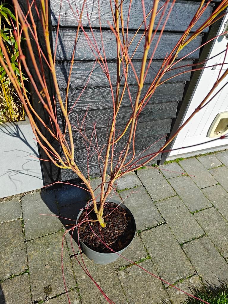 Japanse esdoorn, Acer palmatum Sangokaku 2 meter hoog boom, Tuin en Terras, Planten | Bomen, Ophalen of Verzenden