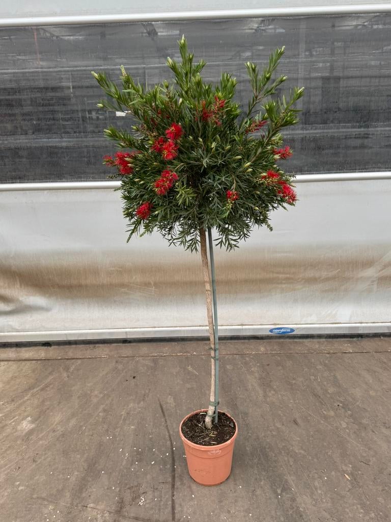 Callistemon massoti op stam p 24 cm h 150 cm, Tuin en Terras, Planten | Bomen, Overige soorten, 100 tot 250 cm, Zomer, Ophalen