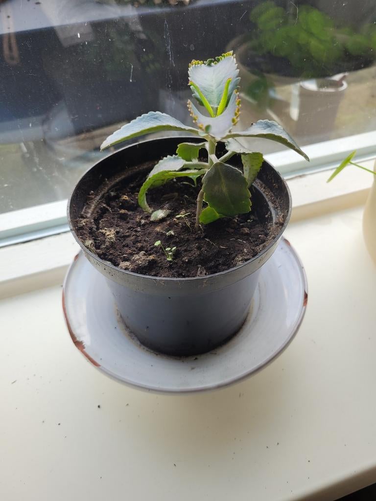 Kalanchoë daigremontiana - Moeder van Duizenden, Huis en Inrichting, Kamerplanten, Vetplant, Ophalen of Verzenden, In pot, Minder dan 100 cm