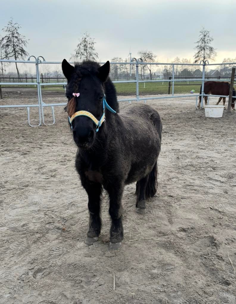 Verzorger gezocht omgeving Putten!, Ophalen