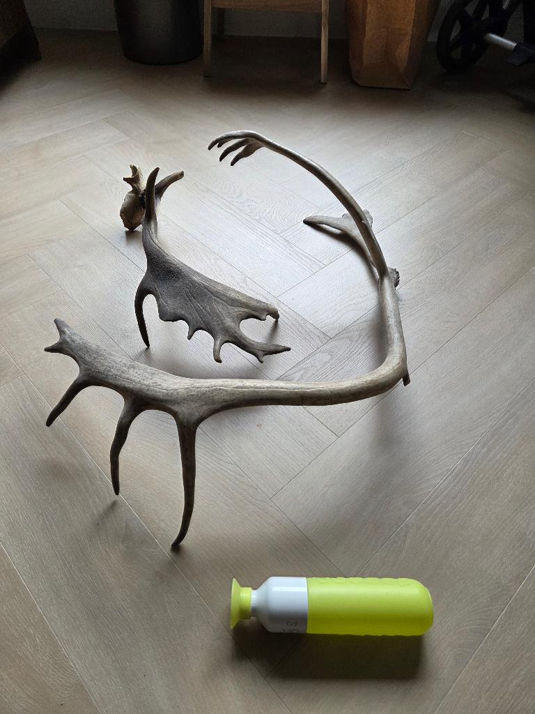 Gewei rendier en damhert, Verzamelen, Dierenverzamelingen, Gebruikt, Gewei of Kop, Hert, Ophalen