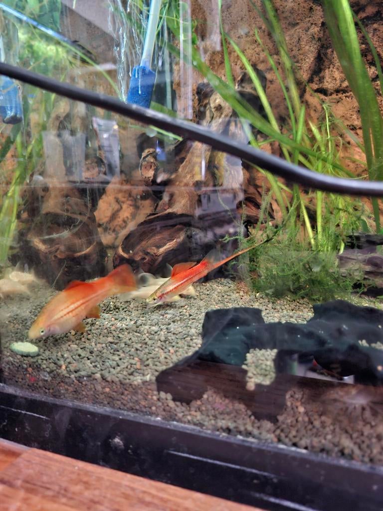 Zwaarddrager man, Dieren en Toebehoren, 0 tot 2 jaar