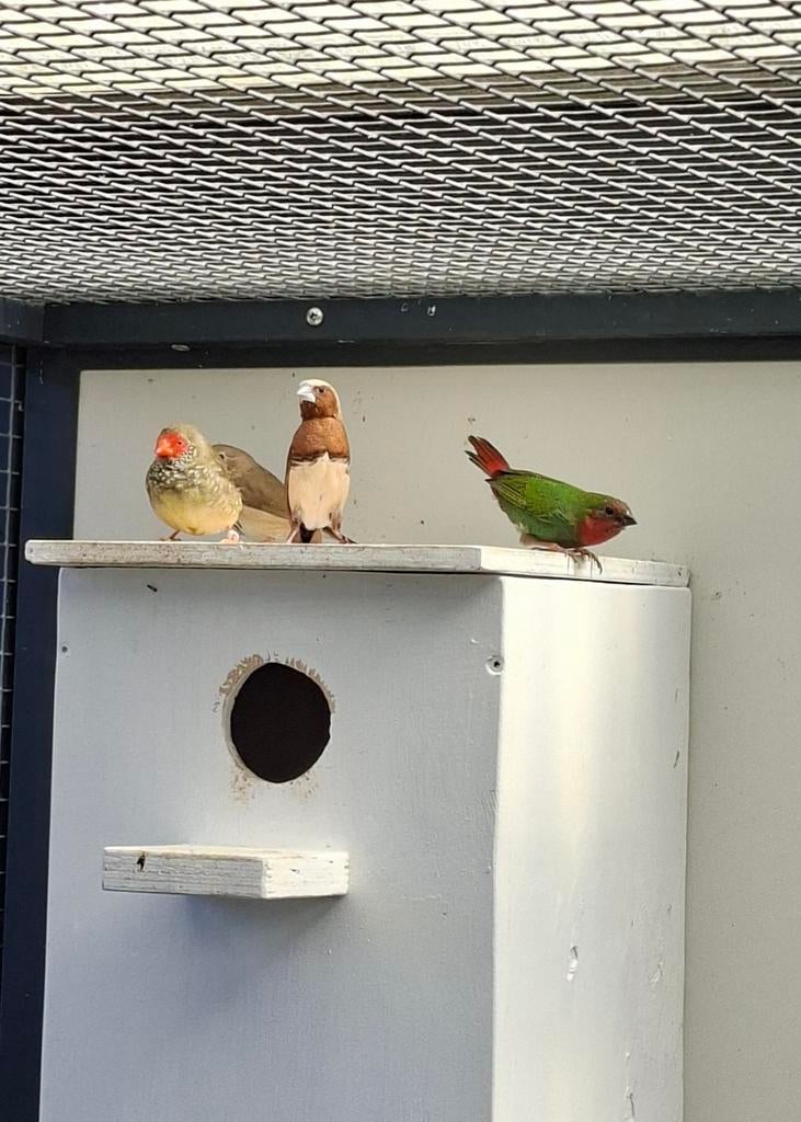 Bruine bruinborstrietvink pop, Vrouwelijk