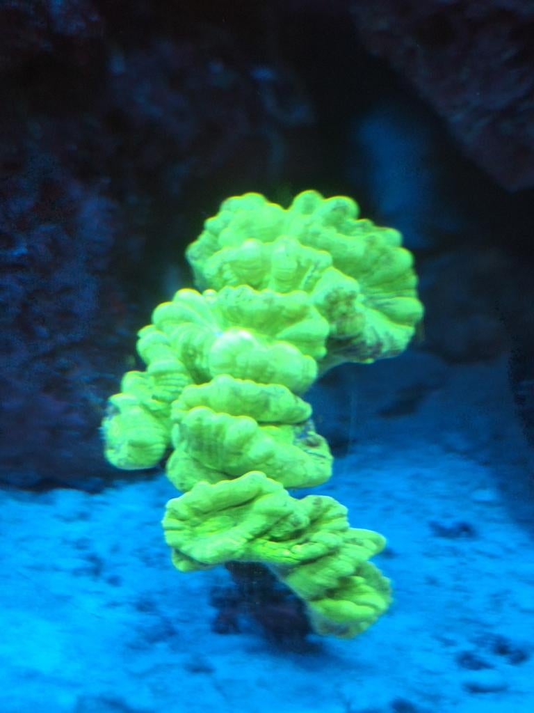 Koraaltjes te koop, Dieren en Toebehoren, Vis, Zoutwatervis