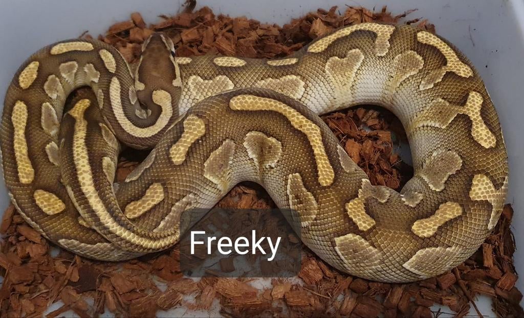 Ball pythons, koningspythons, python regio's morphs Reticulated Python - male for sale from Michiel