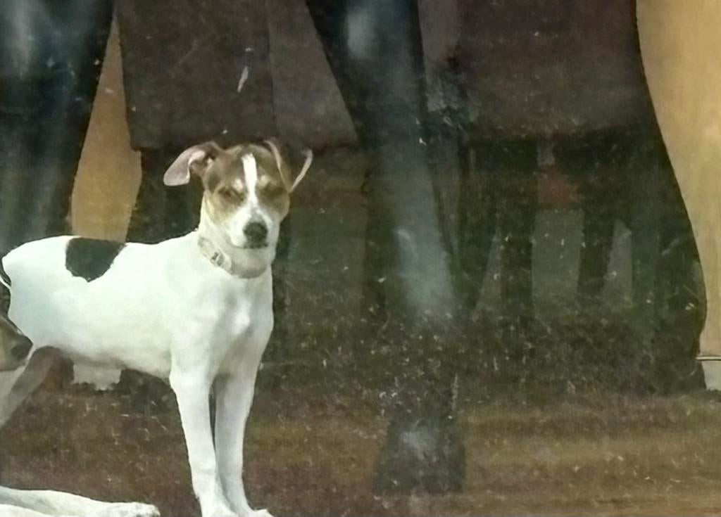 Boerenfox pup teefje te koop, Dieren en Toebehoren, Honden | Jack Russells en Terriërs, Teef, Overige rassen, Particulier, Eén hond