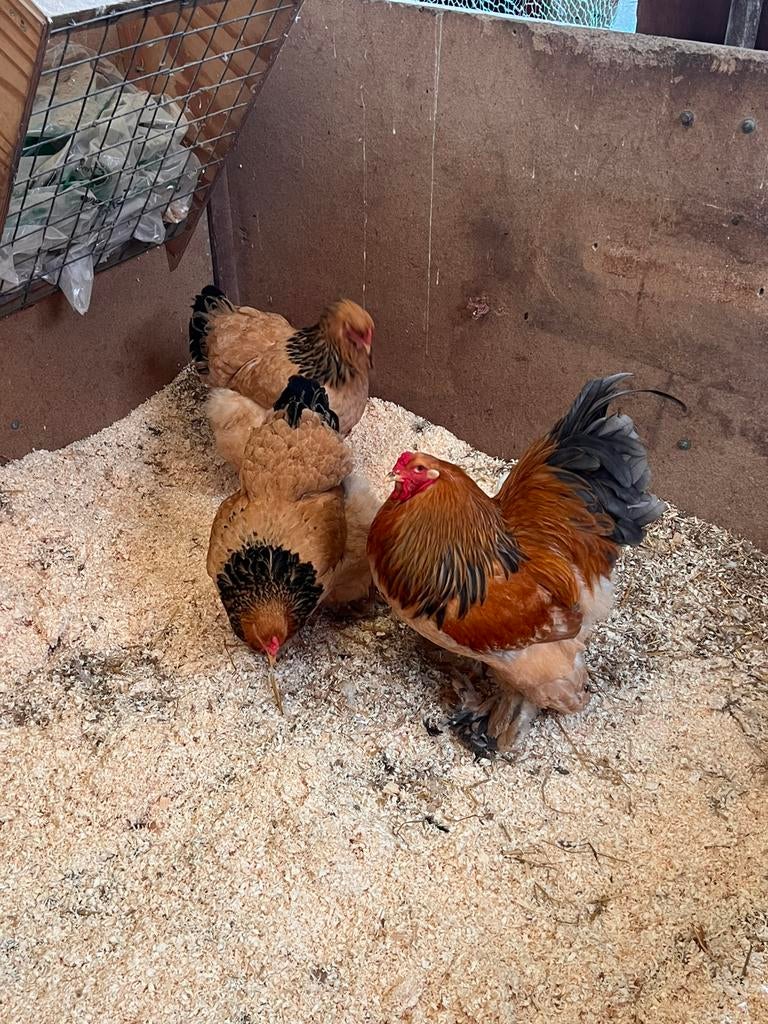 Broedeieren brahma!, Dieren en Toebehoren, Geslacht onbekend, Kip