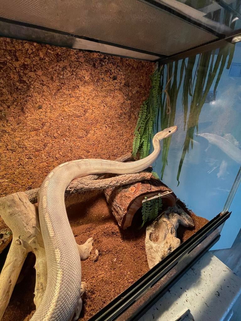 Ball python mimosa man Ball Python - male for sale from Madeleine