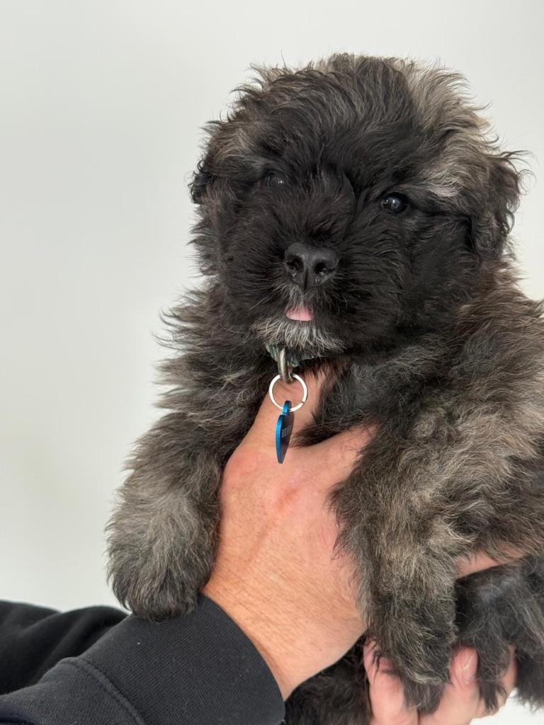 Bouvierpups, Bouvier, Particulier, 8 tot 15 weken, Buitenland