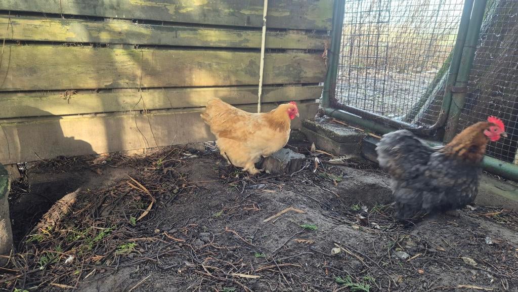 Te koop Cochin kippen, Dieren en Toebehoren, Pluimvee, Vrouwelijk, Kip