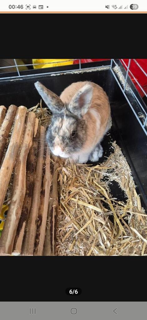 Mannetjes konijn van 1 jaar, Dieren en Toebehoren, Konijnen