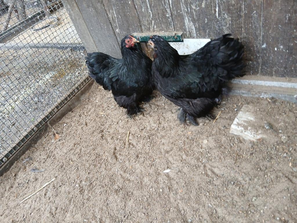 Cochins kriel, Dieren en Toebehoren, Pluimvee, Meerdere dieren, Kip