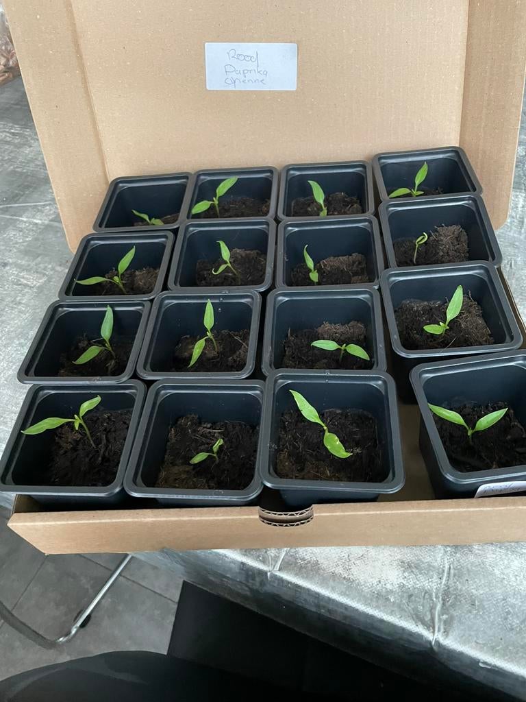 l: Sterke Rode Paprika Plantjes, Tuin en Terras, Planten | Tuinplanten, Ophalen, Eenjarig, Groenteplanten, Volle zon
