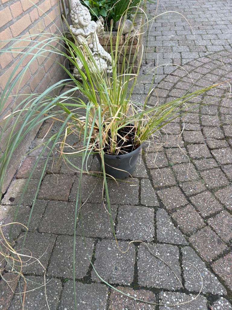 Pampas gras, Tuin en Terras, Planten | Tuinplanten, Ophalen of Verzenden, Siergrassen, Volle zon