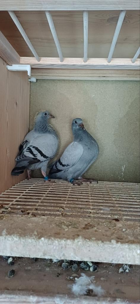 Postduiven  jonge duiven, Dieren en Toebehoren, Vogels | Duiven, Meerdere dieren, Postduif