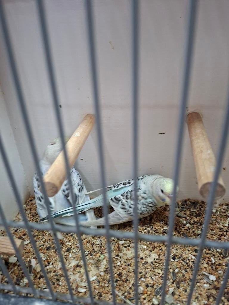 Mooie grasparkieten, Meerdere dieren, Parkiet, Tam