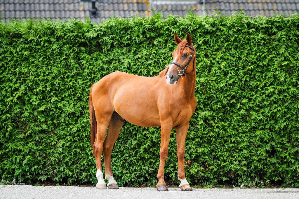 Bijrijder groom fanatieke ruiter verzorger gezocht!