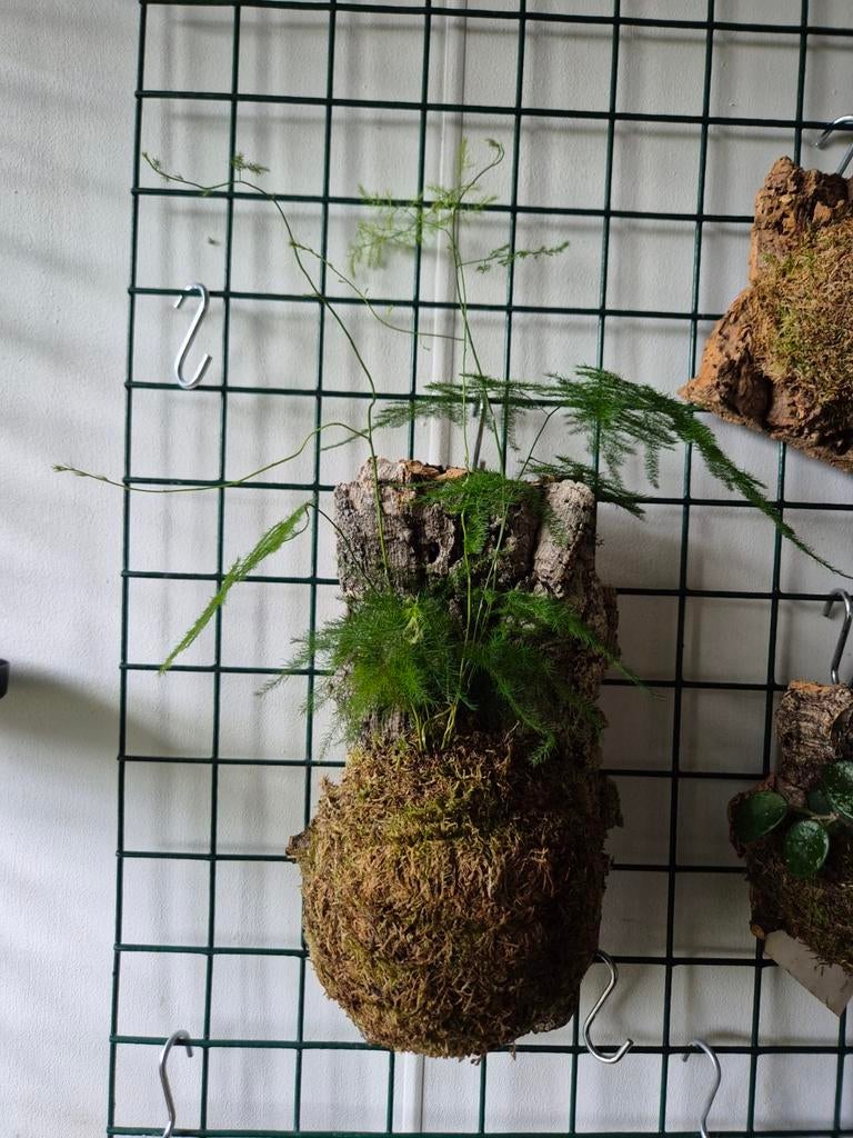 Asparagus op kurk, Overige soorten, Minder dan 100 cm, Groene kamerplant, Halfschaduw