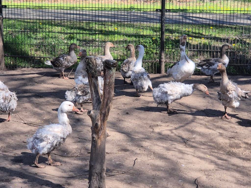 Sebastepol krulveer ganzen eieren van mijn mooie dieren, Meerdere dieren, Gans of Zwaan