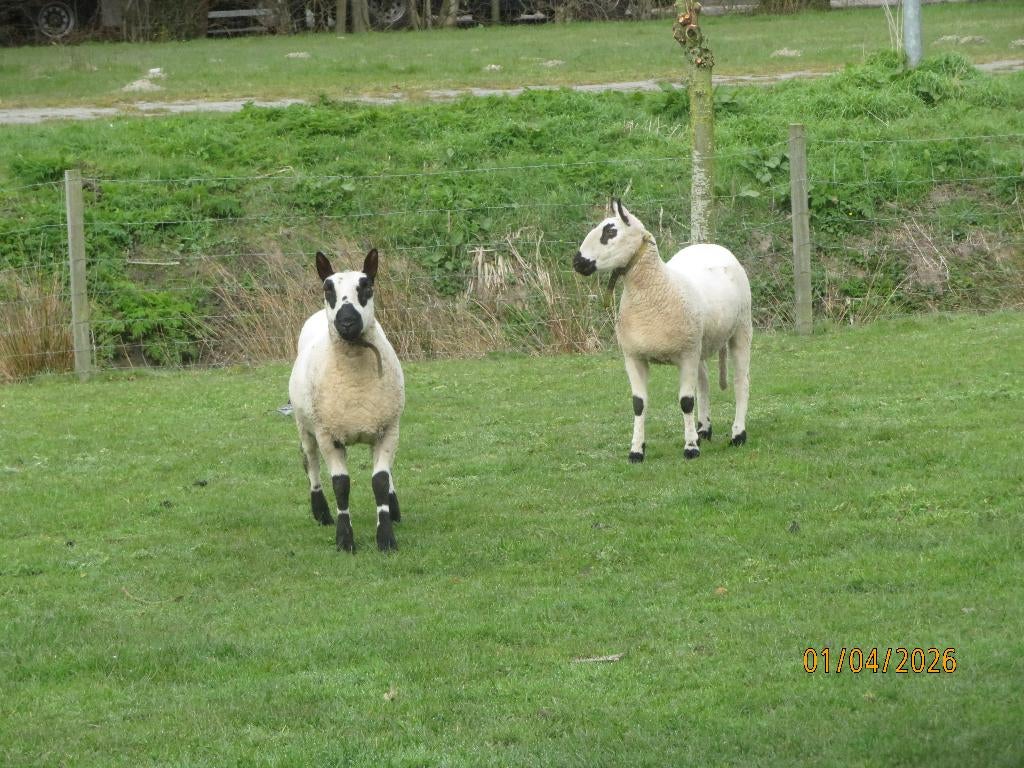 Kerry Hill schaap, Vrouwelijk, Schaap, 0 tot 2 jaar