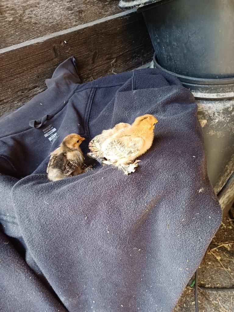 10 sabelpoot kuikens, Dieren en Toebehoren, Geslacht onbekend, Kip