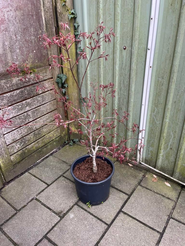 Japanse Esdoorn Garnet, Tuin en Terras, Planten | Bomen, Ophalen