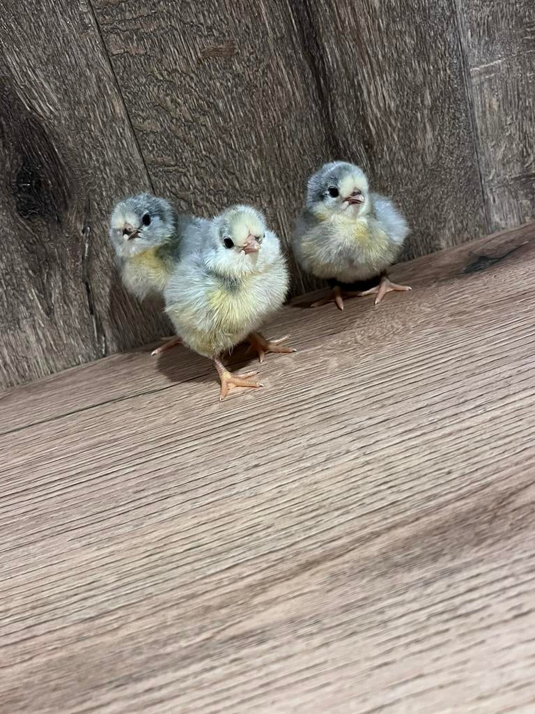 Paaskuikens, Dieren en Toebehoren, Pluimvee, Kip, Meerdere dieren