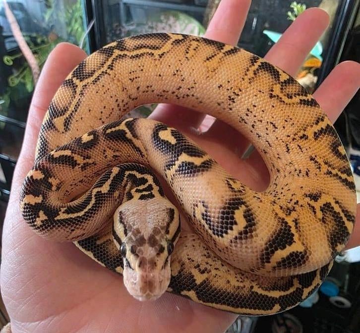 Ballpython- koningspython- python regius Ball Python - female for sale from MiSa