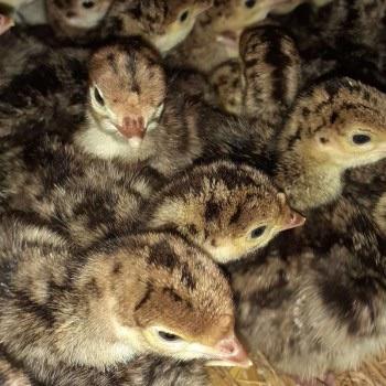 Bronze kalkoen kuikens, Meerdere dieren, Kalkoen